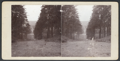 503043 Gezicht op het toegangslaantje van de graftombe van de familie Van Nellesteyn op de Donderberg in de bossen bij ...